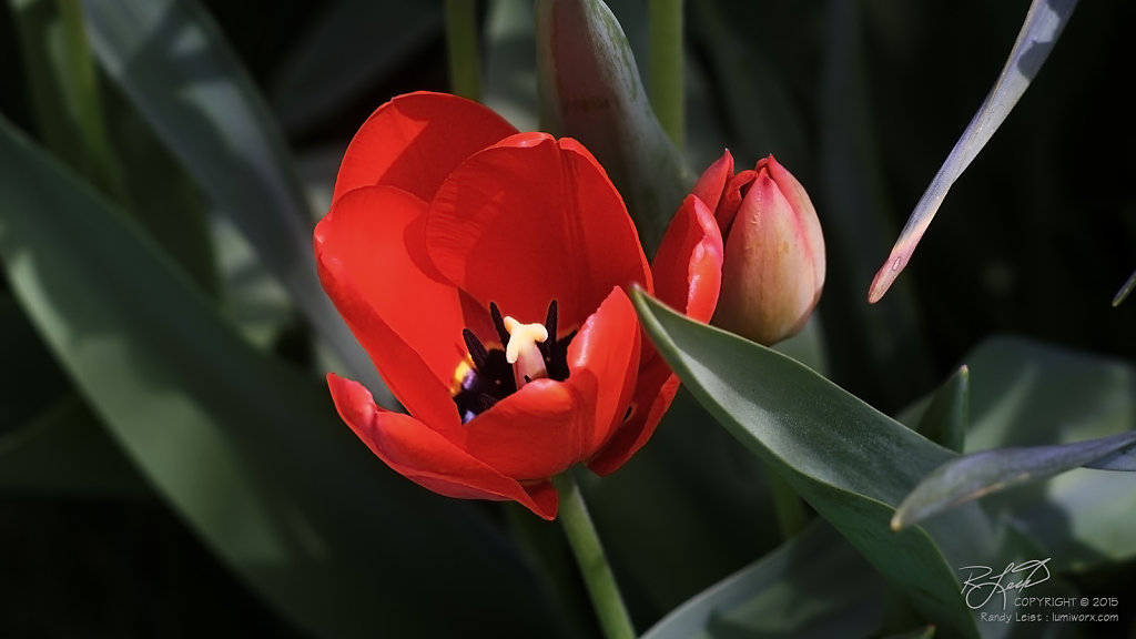 First Tulips in Red