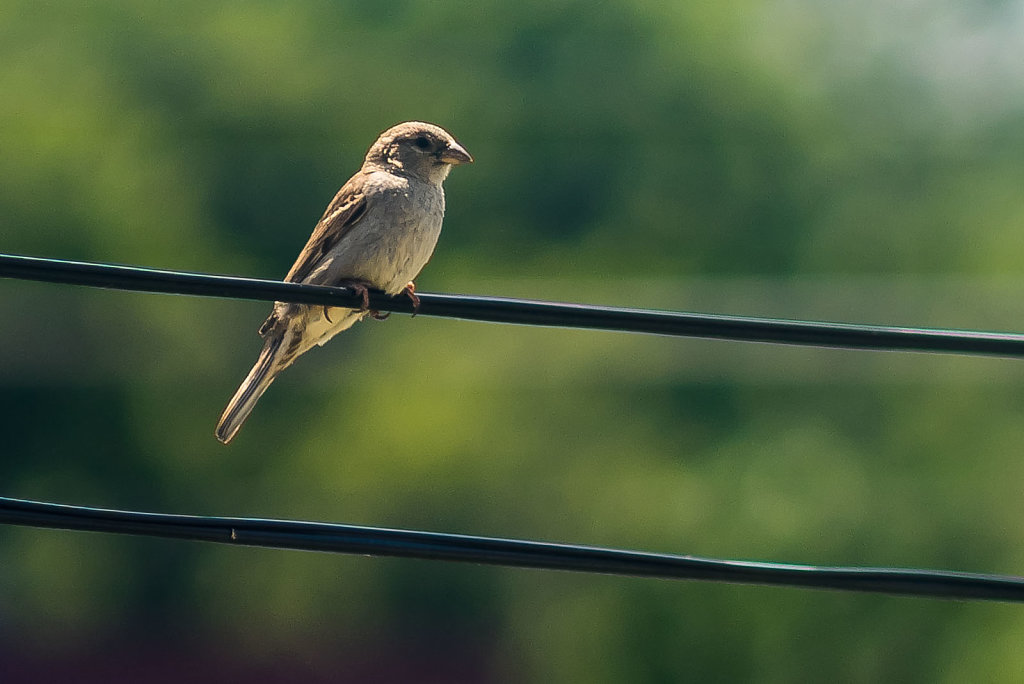 Common Sparrow - 1:1 Crop